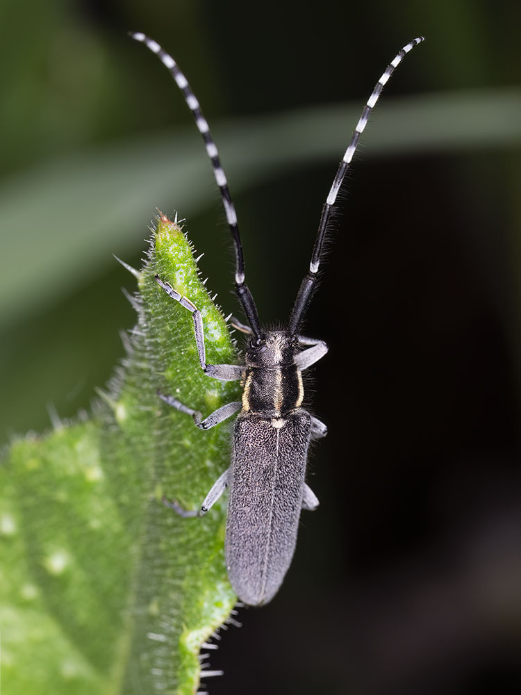 Agapanthia maculicornis